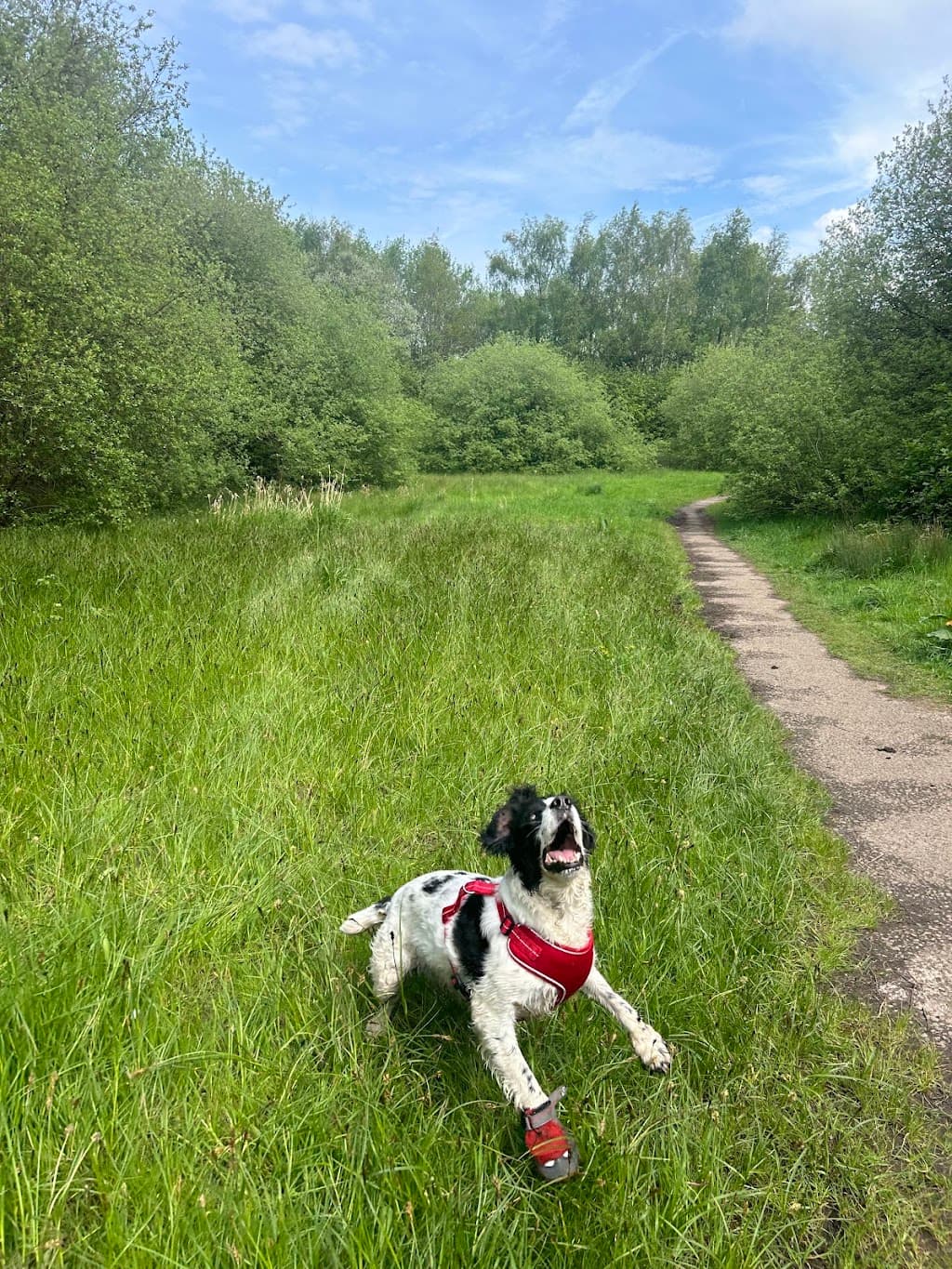 Rainbow Bridge Pet Funerals